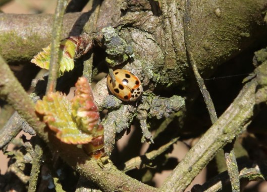 Ninewells insects5