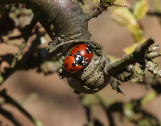 Ninewells insects6