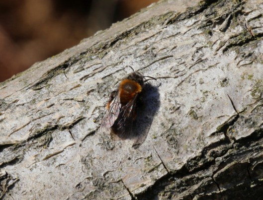 Ninewells insects7