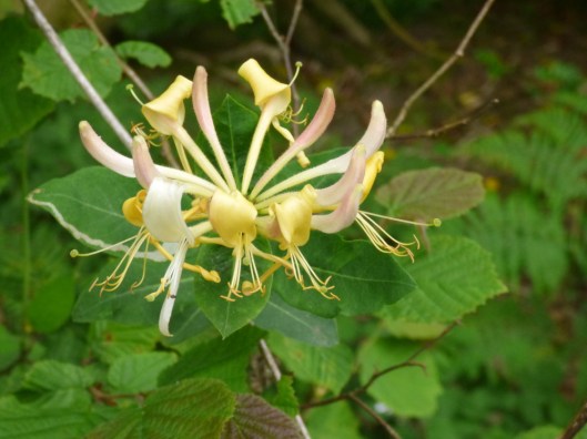 Ninewells11