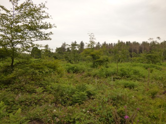 Ninewells50