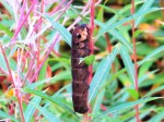 Elephant-hawk-moth-caterpillar-