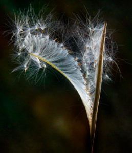 Willow herb seeds