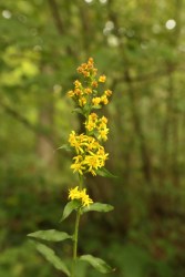 European Golden rod