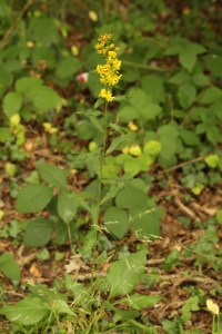 golden-rod3
