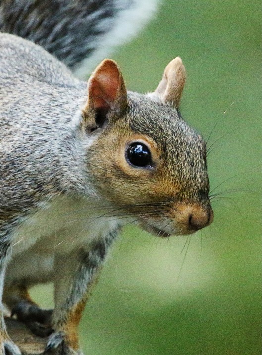 grey-squirrel