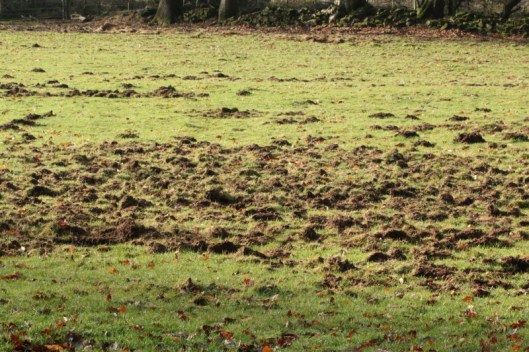 ninewells-boar1