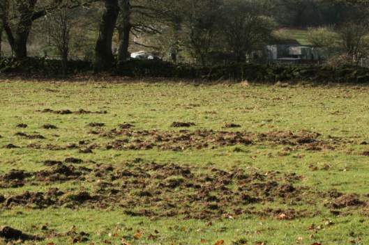 ninewells-boar2