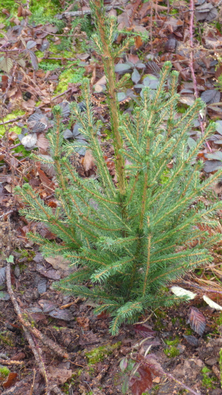 christmas-trees10