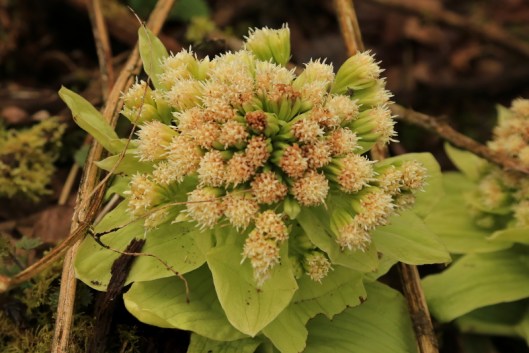 giant-butterbur3