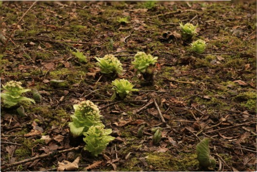 giant-butterbur4