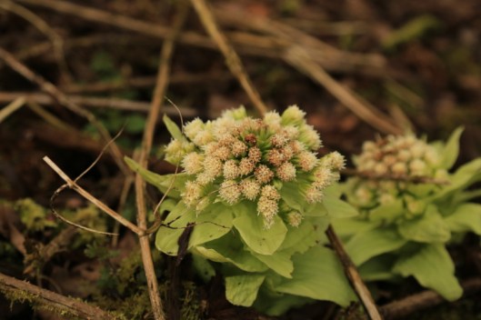 giant-butterbur5