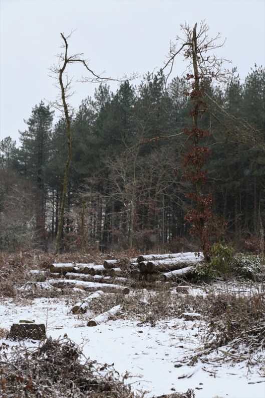 snow6