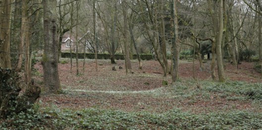 snowdrops1