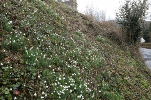 snowdrops2