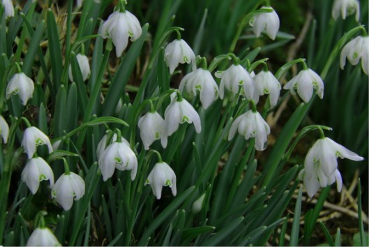 snowdrops4