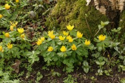 winter-aconite1