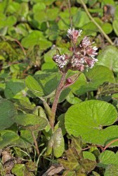 winter-heliotrope8