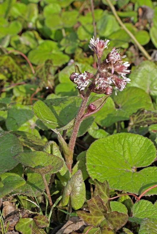 winter-heliotrope8