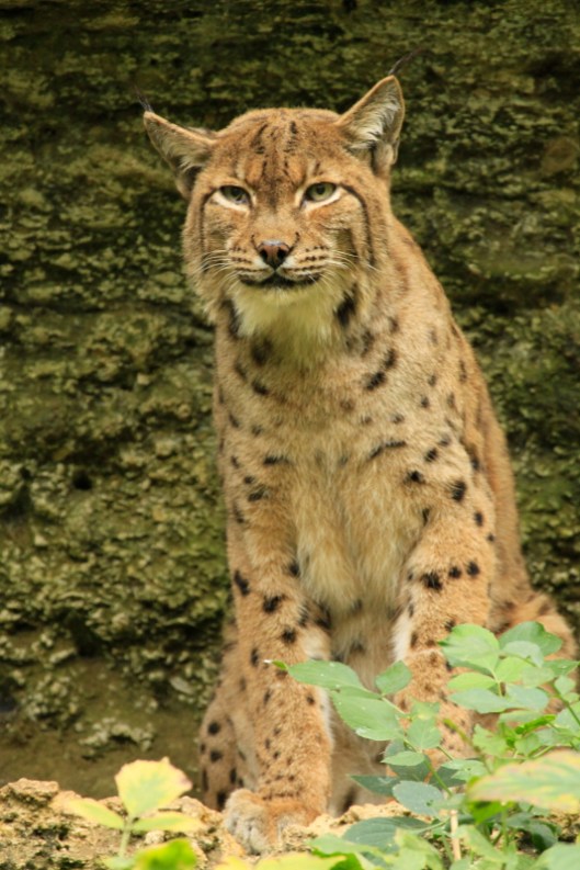 Eurasian Lynx