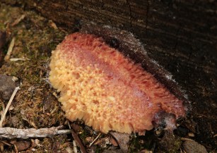 Slime mould 2